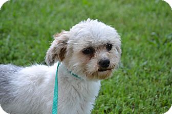 shih tzu crested mix richmond va shih tzu crested mix meet jake a for adoption shih tzu crested mix richmond va shih tzu crested mix meet jake a for adoption