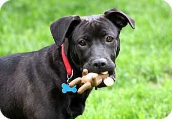 Labrador Retriever Mix Puppy for adoption in Hagerstown, Maryland - PRANCY** Labrador Retriever Mix Puppy for adption in Hagerstown, Maryland - PRANCY**