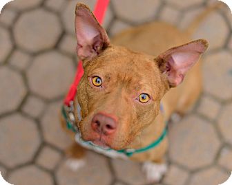 mix pit basenji bull fresca terrier oakland gardens american