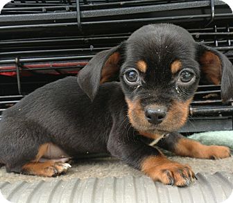 Dachshund/Chihuahua Mix Puppy for Sale in Waldorf, Maryland - Zip Dachshund/Chihuahua Mix Puppy for Sale in Waldorf, Maryland - Zip