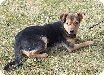 Willow | Adopted Puppy | Milford, NJ | Boston Terrier ...