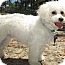 Photo 4 - Maltese/Poodle (Miniature) Mix Dog for adoption in Forked River, New Jersey - Rascal Photo 4 - Maltese/Poodle (Miniature) Mix Dog for adoption in Forked River, New Jersey - Rascal