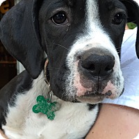 Mountlake Terrace, WA - Boxer/Great Dane Mix. Meet Luna a ...