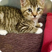 Marlton, NJ - Domestic Shorthair. Meet Peaches a Kitten ...