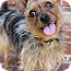 Photo 1 - Yorkie, Yorkshire Terrier Mix Dog for adoption in Hagerstown, Maryland - Professor Photo 1 - Yorkie, Yorkshire Terrier Mix Dog for adoption in Hagerstown, Maryland - Professor