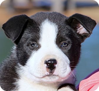 Panda | Adopted Puppy | Stamford, CT | Bernese Mountain Dog/Labrador Retriever Mix