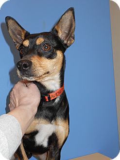 Phineas | Adopted Dog | Brookings, SD | Miniature Pinscher ...