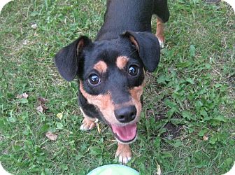 Becca | Adopted Dog | Minneapolis, MN | Miniature Pinscher ...