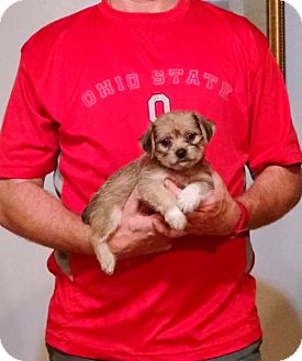 havanese pug mix new philadelphia oh havanese pug mix meet artie a puppy for adoption havanese pug mix new philadelphia oh havanese pug mix meet artie a puppy for adoption