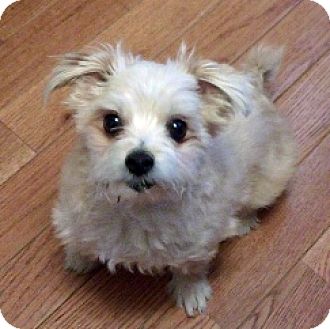 Frankie | Adopted Dog | Toronto, ON | Maltese/Pomeranian Mix