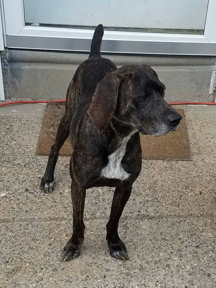 Adopt Miley a Brindle with White Boxer / Labrador Retriever / Mixed