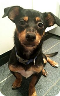 Madison, NJ - Miniature Pinscher/Chihuahua Mix. Meet ...