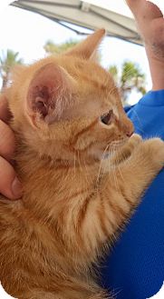 Maine Coon Kitten for adoption in Palm Coast, Florida - Freddy