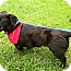 Photo 4 - Labrador Retriever/Basset Hound Mix Dog for adoption in Richmond, Virginia - Gordy Photo 4 - Labrador Retriever/Basset Hound Mix Dog for adoption in Richmond, Virginia - Gordy