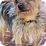 Photo 4 - Yorkie, Yorkshire Terrier Mix Dog for adoption in Wytheville, Virginia - Professor Photo 4 - Yorkie, Yorkshire Terrier Mix Dog for adoption in Wytheville, Virginia - Professor