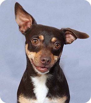 Hershey | Adopted Dog | Encinitas, CA | Miniature Pinscher ...