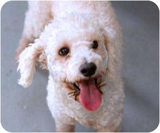PAULIE | Adopted Dog | 1510 | Melbourne, FL | Poodle ...