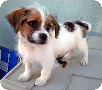 DAUGHTRY | Adopted Puppy | Los Angeles, CA | Shih Tzu/Jack ...