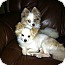Photo 1 - Pomeranian Dog for adoption in baton rouge, Louisiana - Sebastian Photo 1 - Pomeranian Dog for adoption in baton rouge, Louisiana - Sebastian