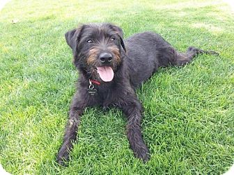 mix poodle miniature merlot orange adoption adoptapet pet labrador puppy retriever