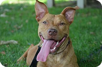 Newton | Adopted Dog | Woodbury, NJ | American Pit Bull ...