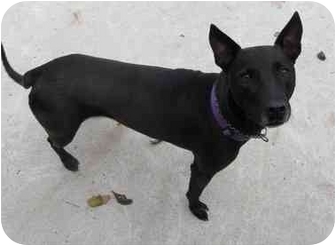 Luca | Adopted Dog | Skillman, NJ | Labrador Retriever ...