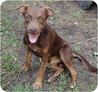 Redley | Adopted Puppy | 4288 | Houston, TX | Labrador ...