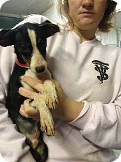 rodger | Adopted Puppy | Lonedell, MO | Beagle/Whippet Mix