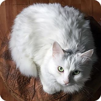 Domestic Longhair Cat for adoption in Toronto, Ontario ...