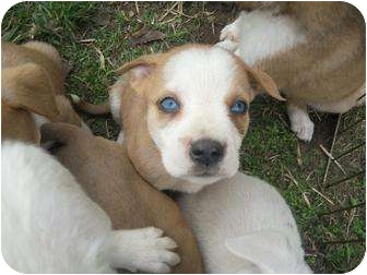 Adorable Blue Eyed Puppies | Adopted Puppy | Wauseon, OH ...