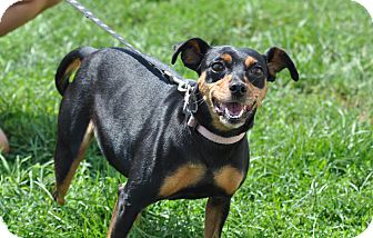 Miniature Pinscher Mix Dog for Sale in New cumberland, West Virginia - Buttons Miniature Pinscher Mix Dog for Sale in New cumberland, West Virginia - Buttons