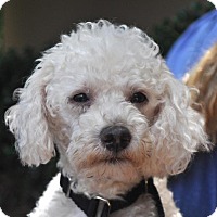 Atlanta, GA - Poodle (Miniature) Mix. Meet Prince a Dog ...