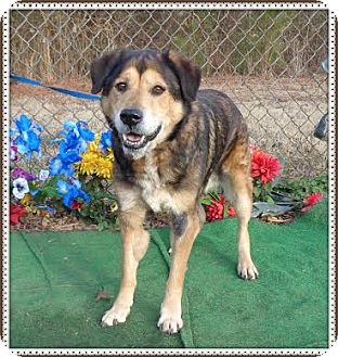 SUPER (R) | Adopted Dog | 572052 | Marietta, GA | German ...