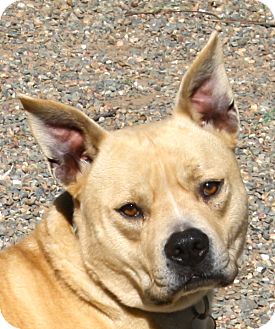 Sacramento, CA - Boston Terrier/French Bulldog Mix. Meet ...