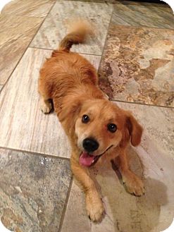 Lucky Charm | Adopted Dog | Austin, TX | Cocker Spaniel ...