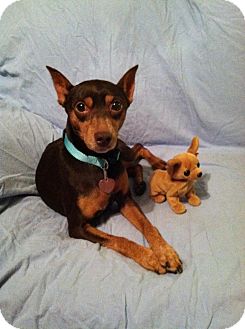 Blue | Adopted Dog | Clarksville, TN | Miniature Pinscher