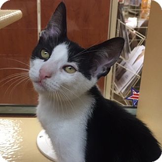 Domestic Shorthair Kitten for adoption in Long Beach, New ...