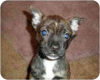 american staffordshire terrier chihuahua mix