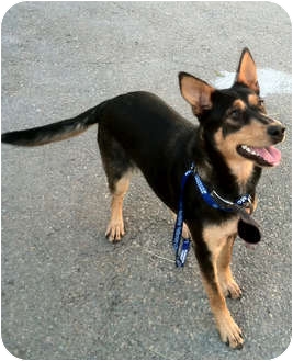Pollie ball dog | Adopted Dog | Sacramento, CA | Australian Kelpie