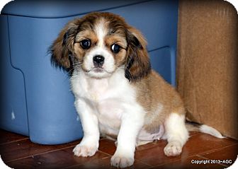*MIA* | Adopted Puppy | Weatherford, TX | Cavalier King Charles Spaniel