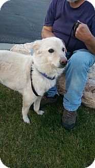 Yoda | Adopted Dog | Ogden, UT | American Eskimo Dog ...