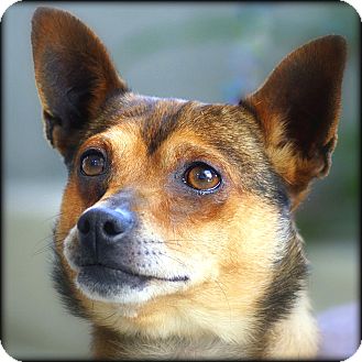 Brody | Adopted Dog | A1369163 | Vista, CA | Chihuahua ...