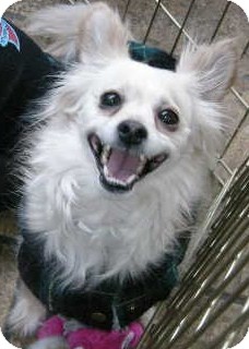 Georgie | Adopted Dog | A791983 | Las Vegas, NV | Papillon Mix