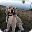 Photo 2 - Cocker Spaniel Mix Dog for adoption in Homewood, Alabama - Marley Photo 2 - Cocker Spaniel Mix Dog for adoption in Homewood, Alabama - Marley