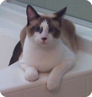 Siamese Cat for adoption in Lancaster, California - Blueberry Siamese Cat for adoption in Lancaster, California - Blueberry