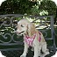 Photo 2 - Cocker Spaniel Dog for adoption in Encinitas, California - Buffy Photo 2 - Cocker Spaniel Dog for adoption in Encinitas, California - Buffy