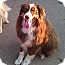 Photo 4 - Australian Shepherd Dog for adoption in Elk River, Minnesota - Charlie Photo 4 - Australian Shepherd Dog for adoption in Elk River, Minnesota - Charlie
