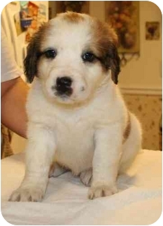 ROXY | Adopted Puppy | Seneca, SC | St. Bernard/Bernese ...