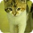 Photo 1 - Domestic Shorthair Kitten for adoption in Richboro, Pennsylvania - Tamara Photo 1 - Domestic Shorthair Kitten for adoption in Richboro, Pennsylvania - Tamara