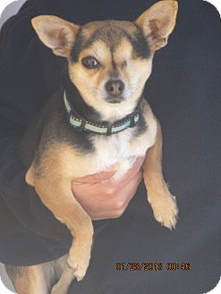Chihuahua Dog for adoption in El Paso, Texas - ROSIE Chihuahua Dog for adoption in El Paso, Texas - ROSIE